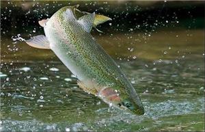 افزایش بهره‌وری آبزی‌پروری خراسان شمالی با دستگاه‌های نوین