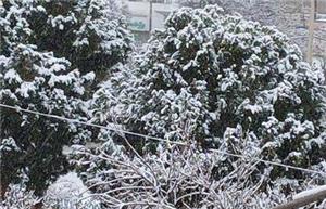 بارش برف در بجنورد - جمعه ۲۶ دی ۱۴۰۴